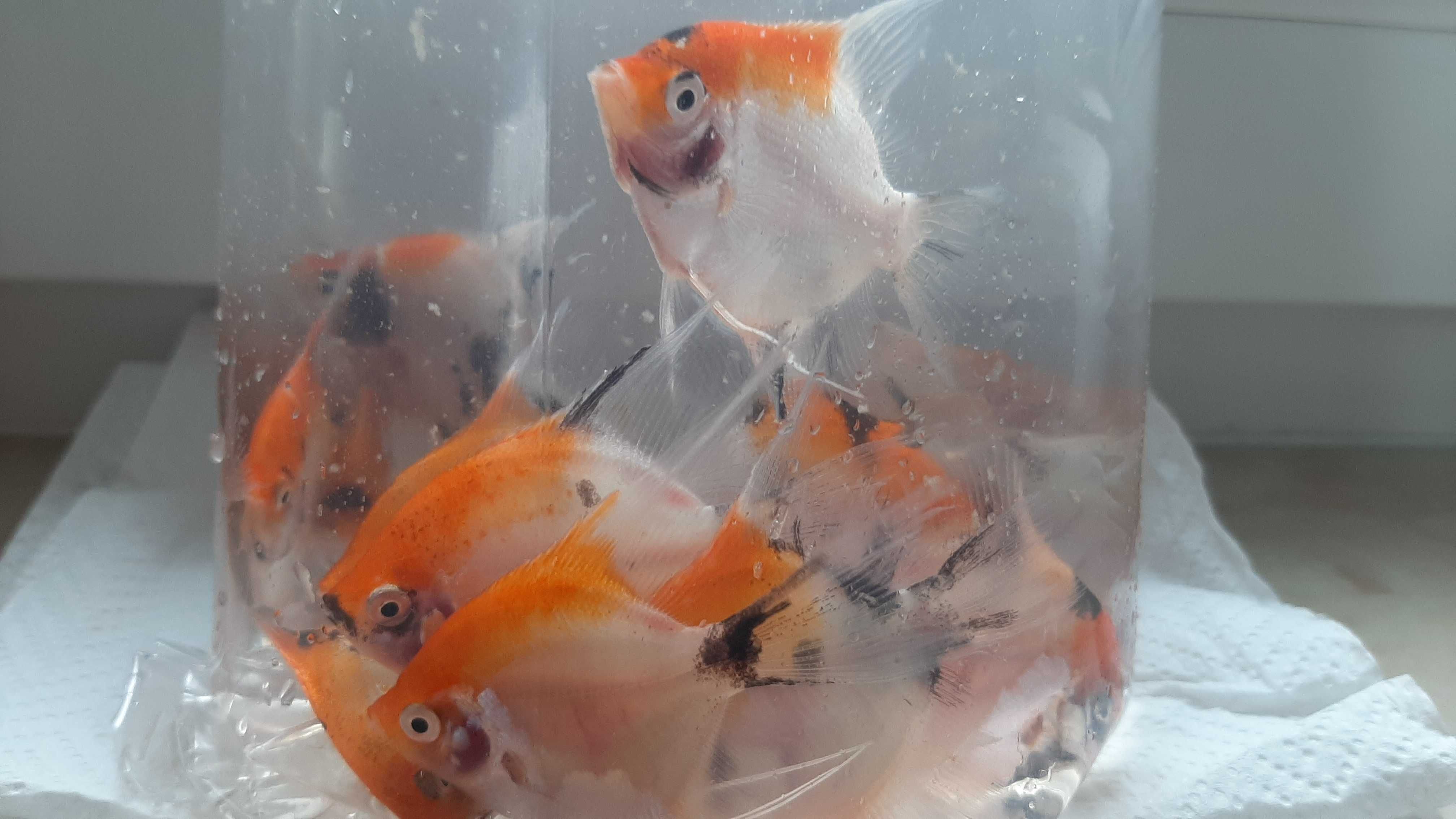 skalar red devil