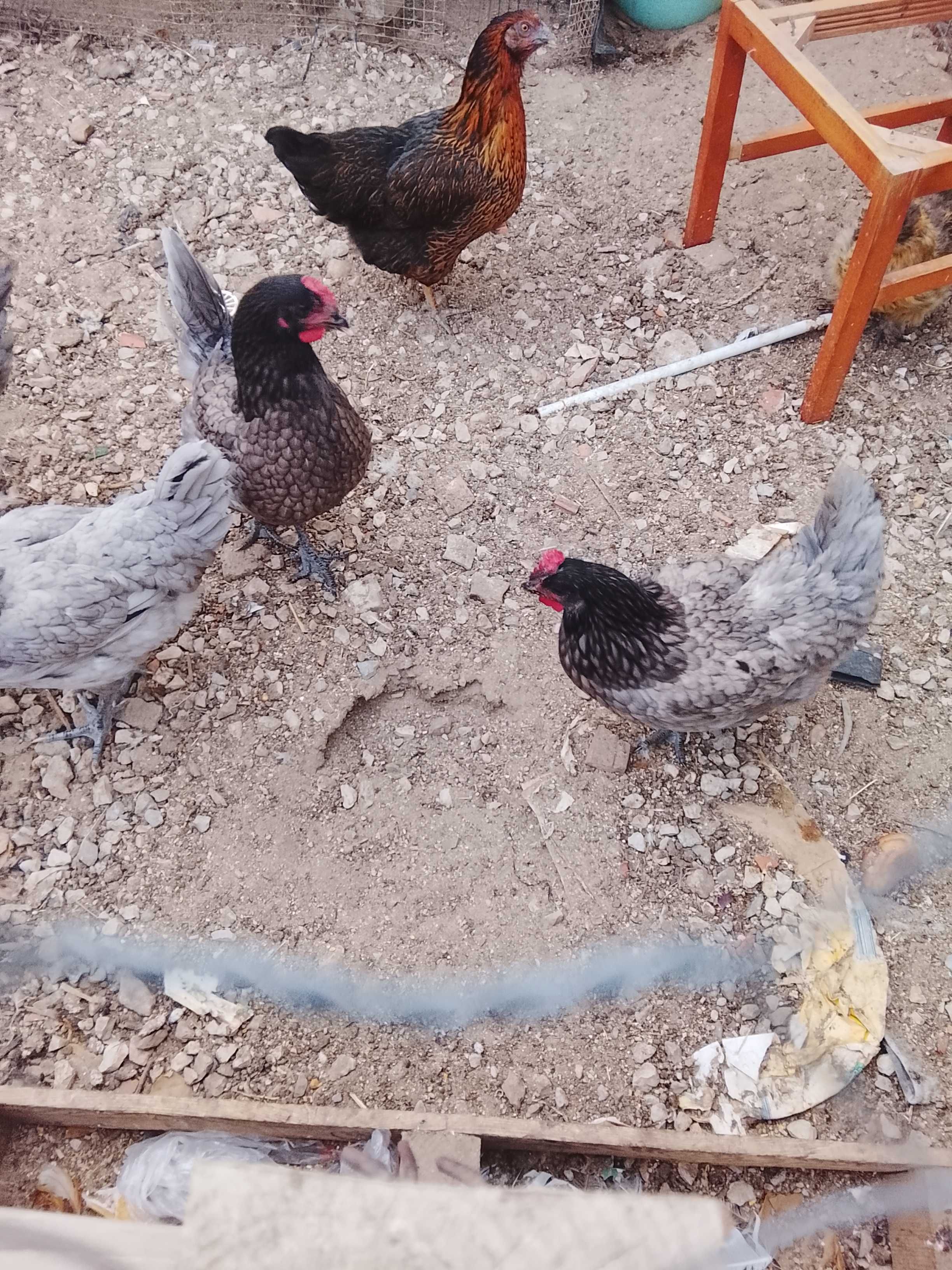 Lote de criação/individual