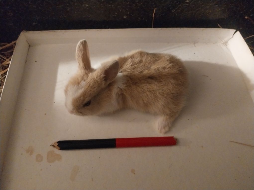 Coelhos anões angorá