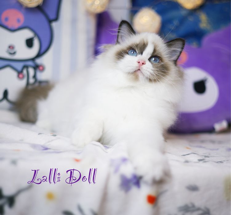 Ragdoll urocza kotka