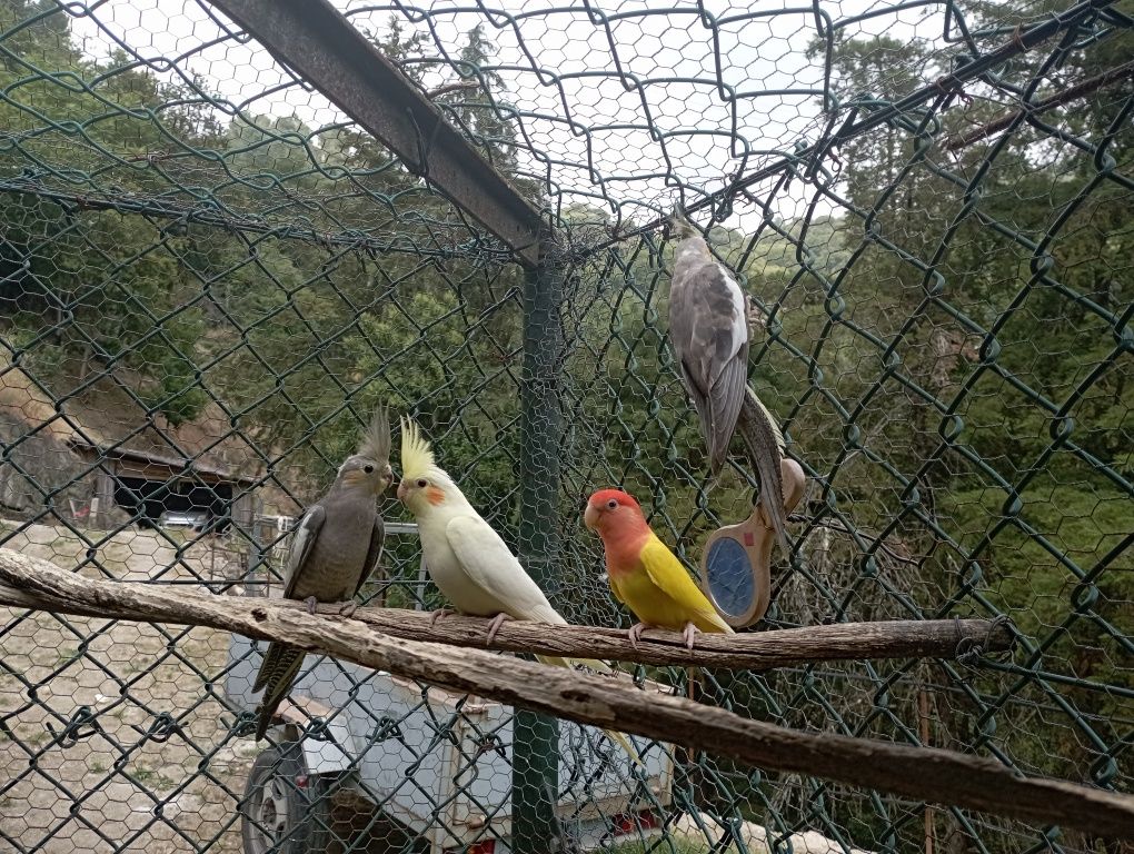 Casal de Caturras