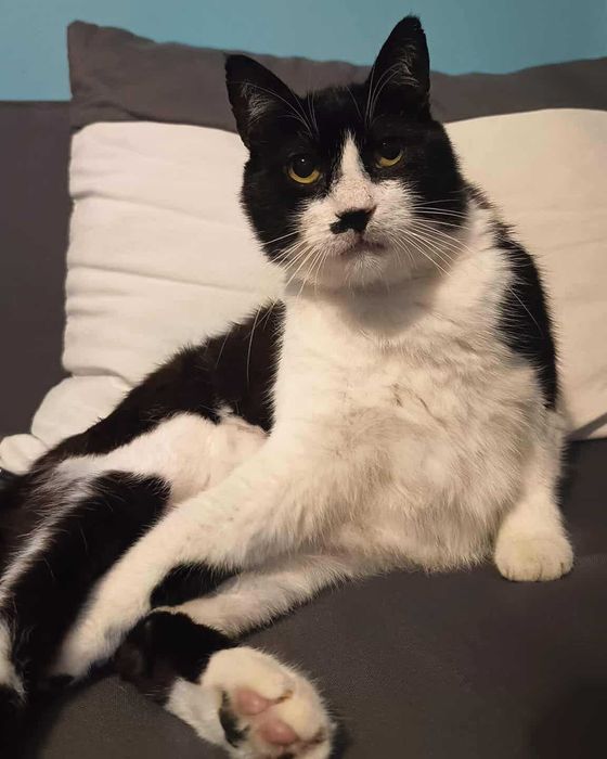 MILO – kot, który kocha człowieka bardziej niż wszystko inne