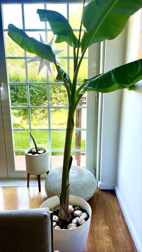 Bananeiras para vaso ou terra