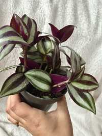 Trzykrotka tradescantia zebrina