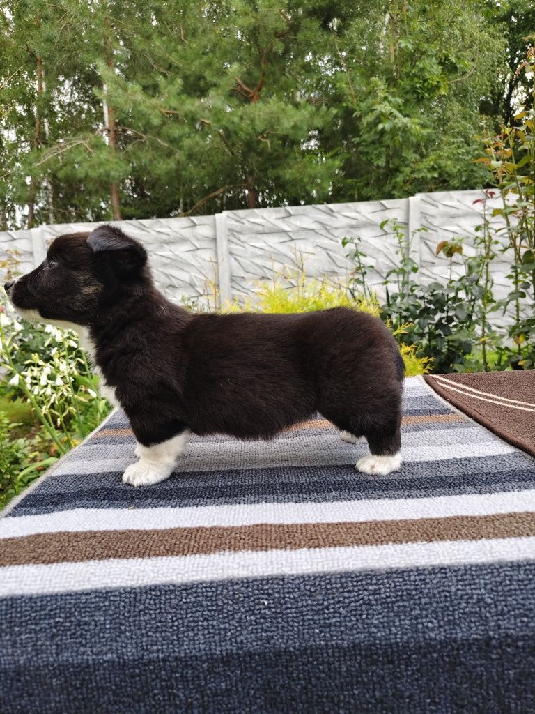 Whels Corgi Cardingan