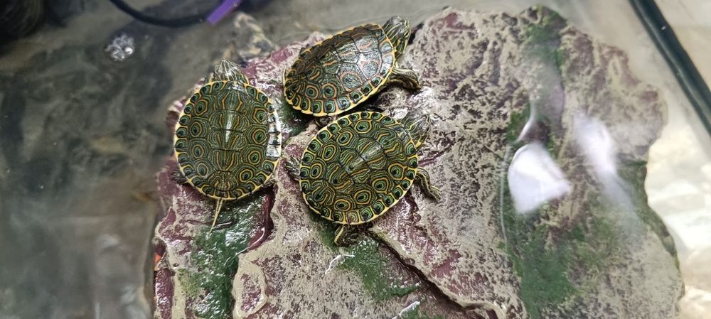 Żółwie Venusta - Trachemys Venusta