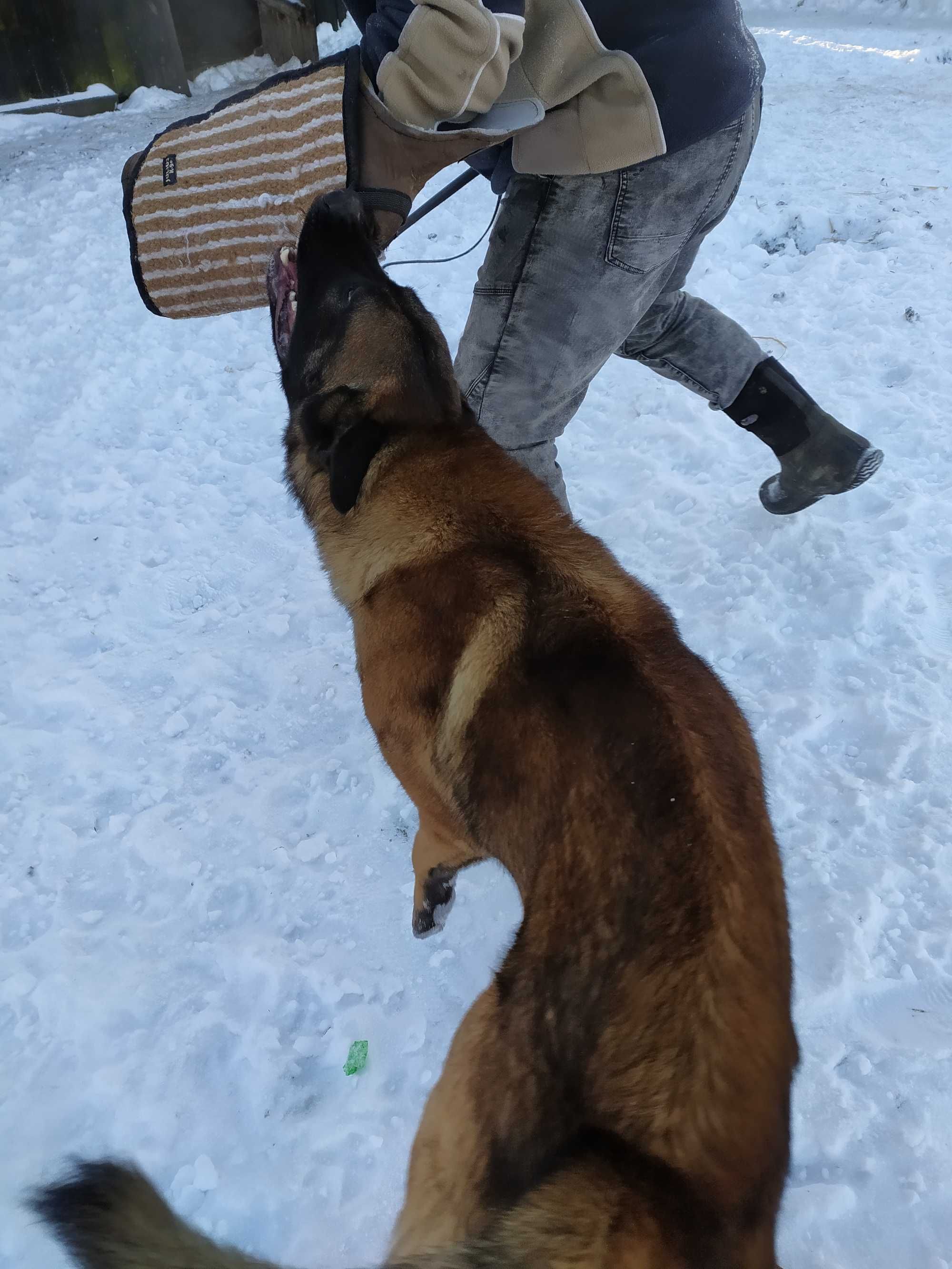 Owczarek Belgijski Malinois roczny