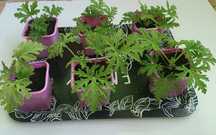 Anginka Geranium  cytrynka Pelargonia pachnaca