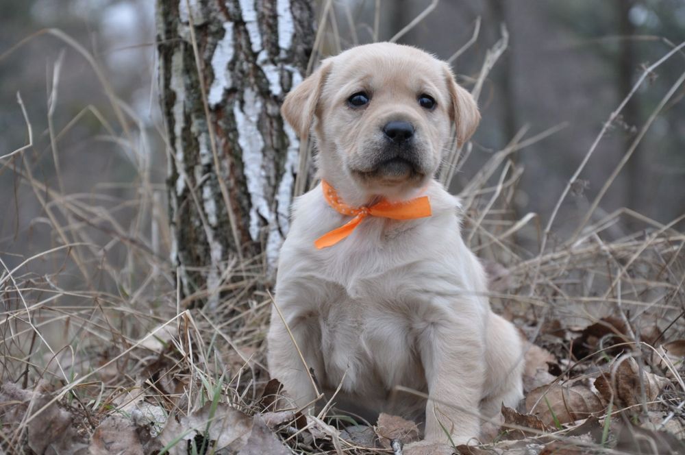 Гарнi цуценята лабрадора ретривера