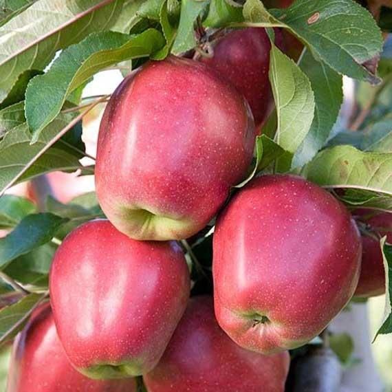 Саджанці яблунь різного сорту, з розвиненою кореневою. Опт та Роздріб.