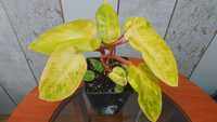 Philodendron 'Painted Lady’- dwie szczepki w doniczce