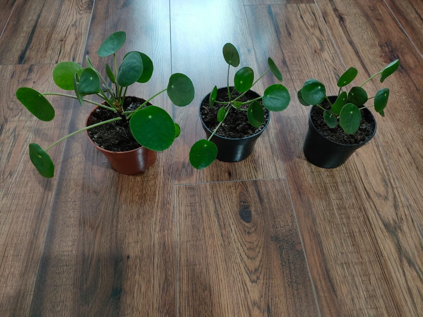 Pilea pieniążek roslina