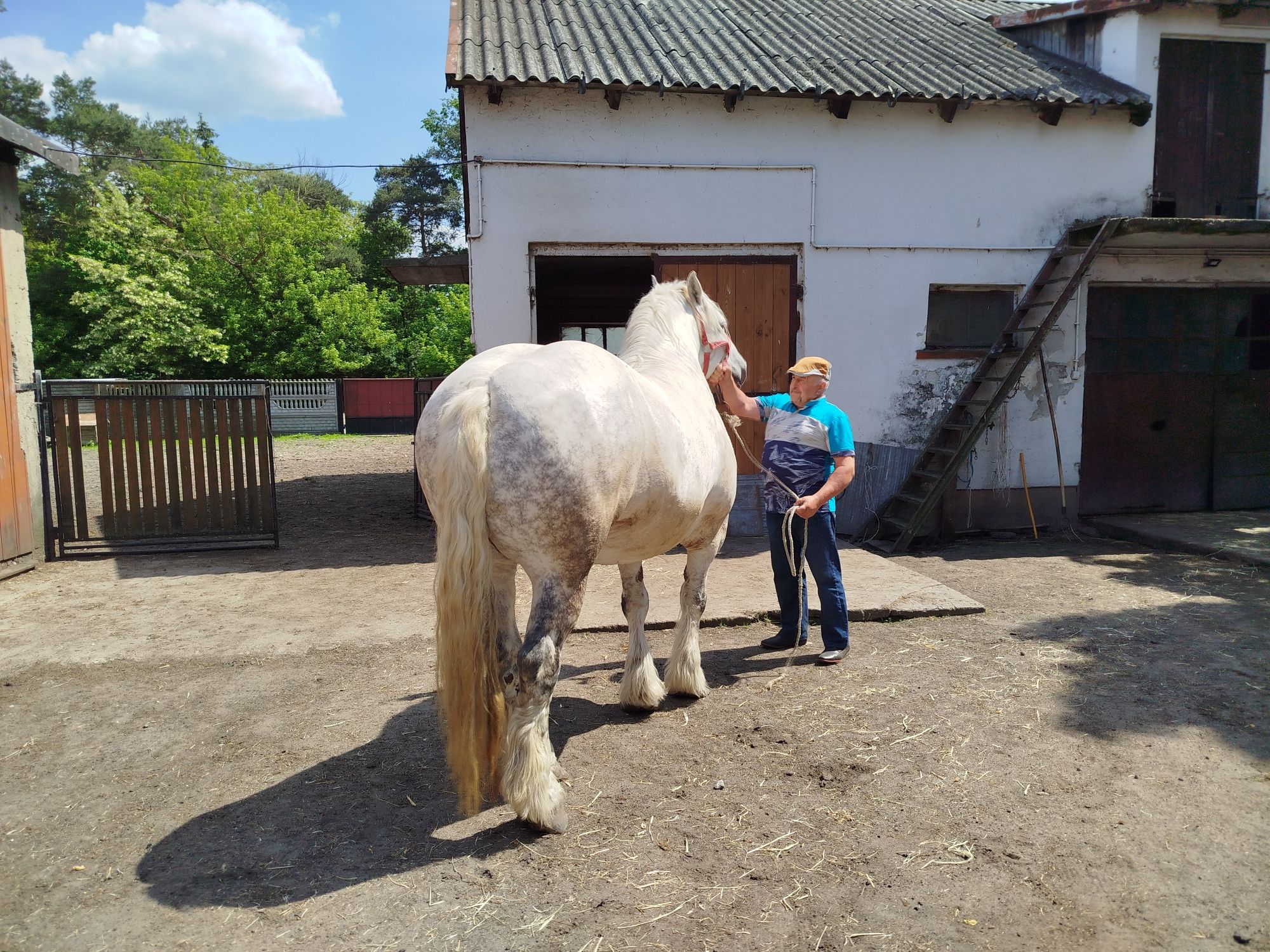 Koń  zimnokrwiste