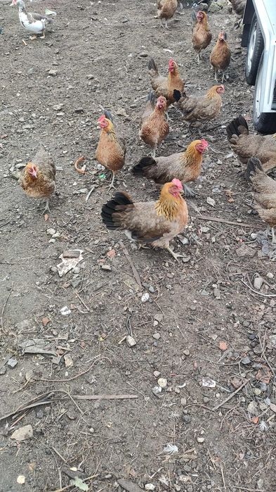 Zielononóżki młode z jajkiem