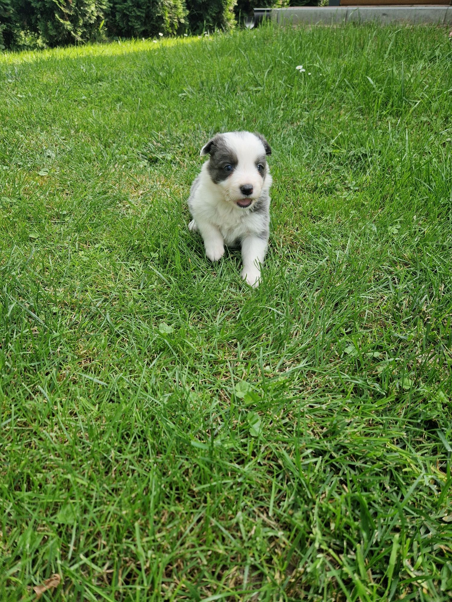 Szczeniak Border Collie