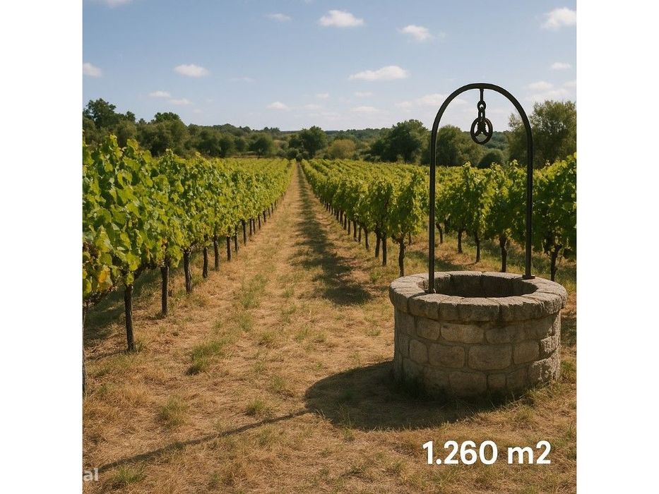 Terreno Rústico com 1.260 m² - Vinha e Poço | Ladeiras, Mação