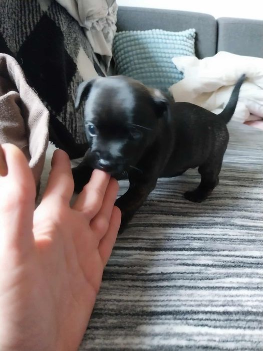 Oddam pieski do nowych domków