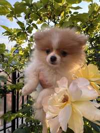 Cudowny szpic miniaturowy pomeranian