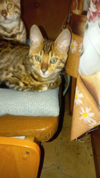 Продам кошенят Бенгал