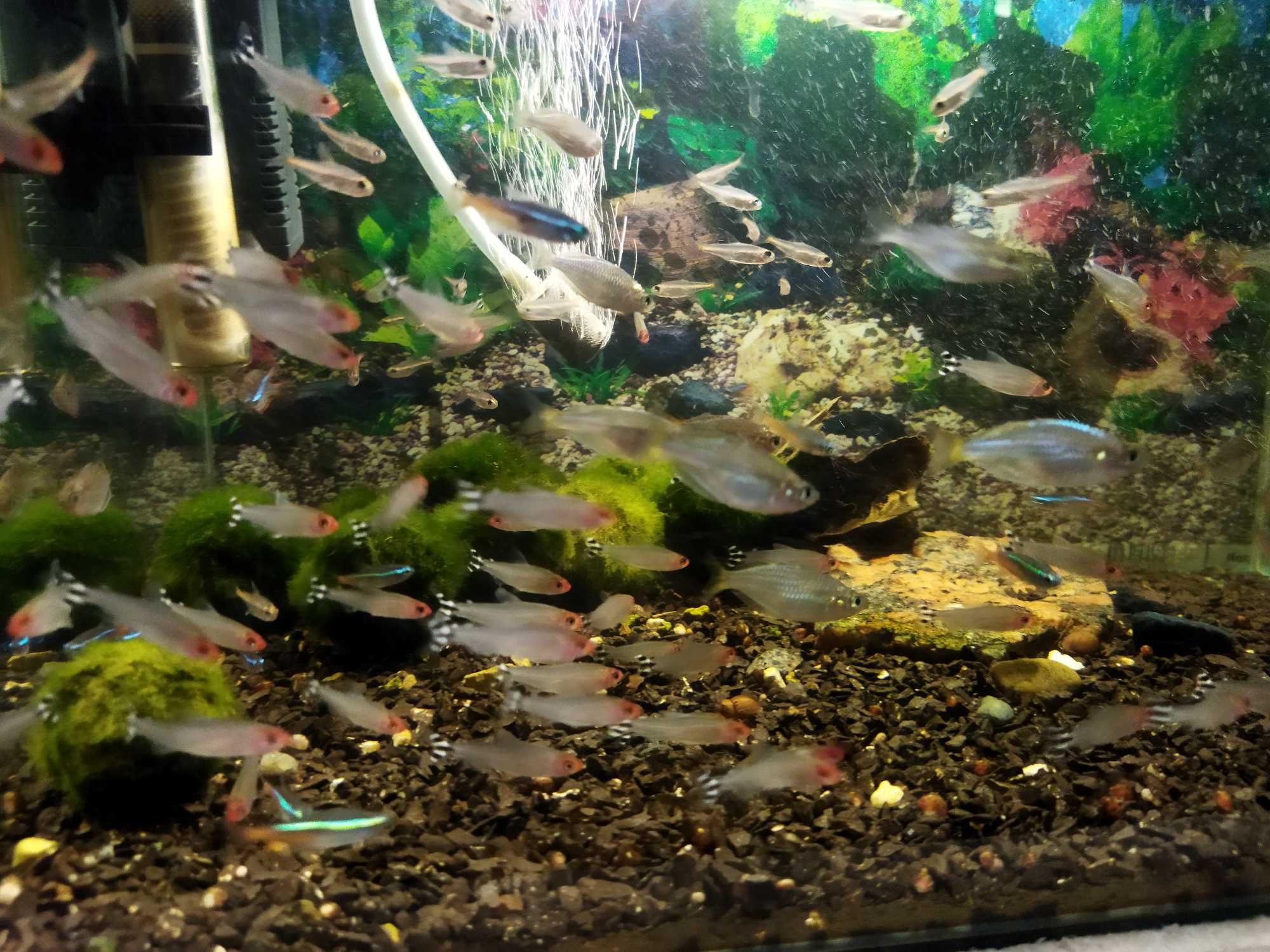 Різноманітні екзотичні акваріумні рибки для вашого акваріума