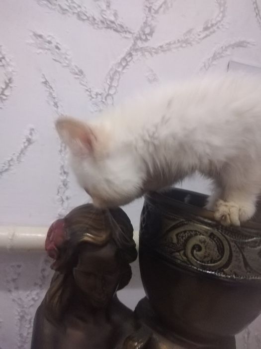 Продам котенка экзота