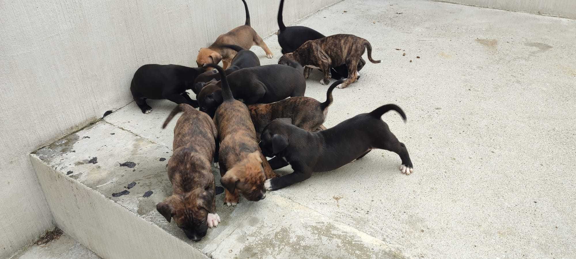Szczeniaki Tata Bokser Mama Mieszaniec Labrador i coś