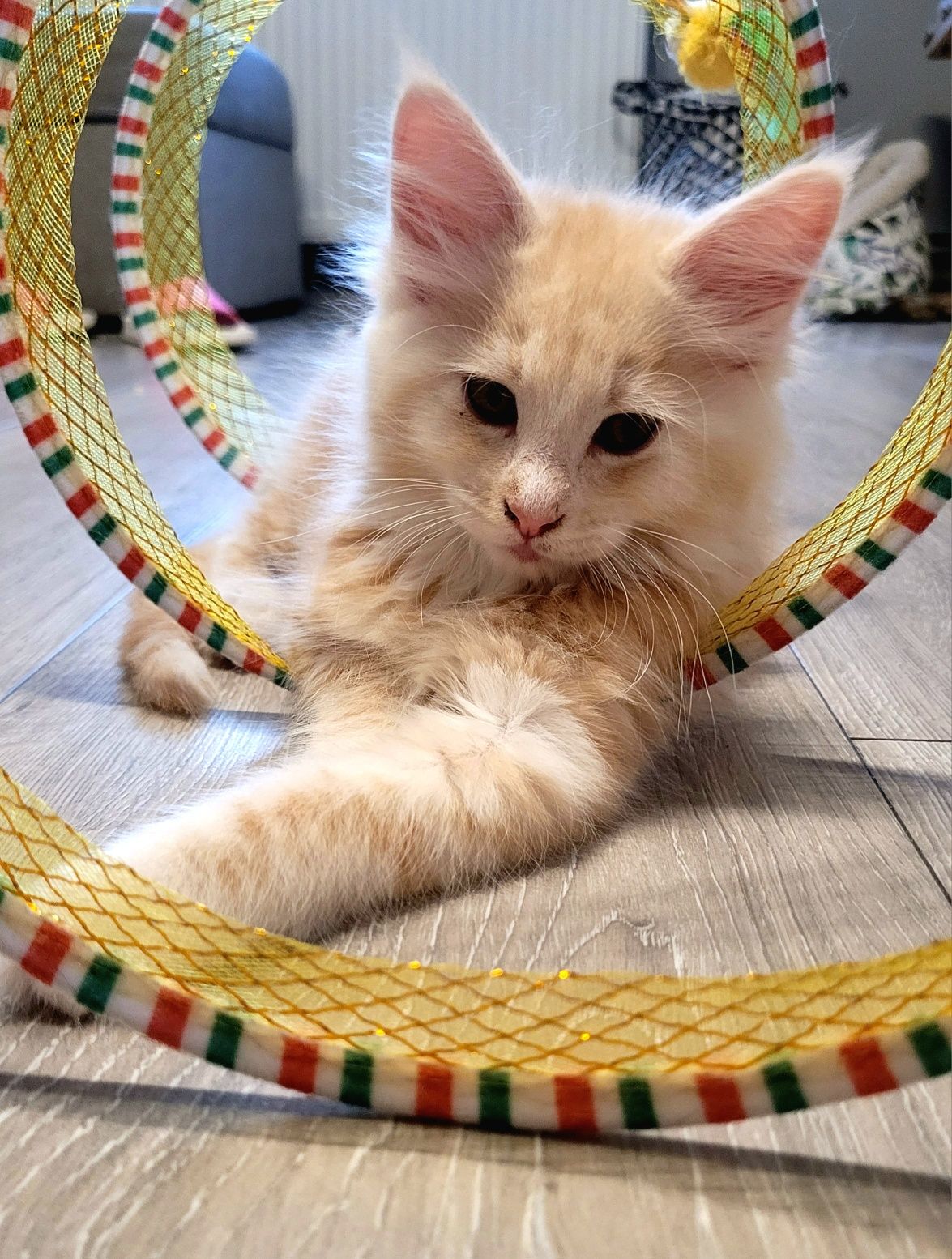 Kocurek Maine Coon z prawem hodowlanym