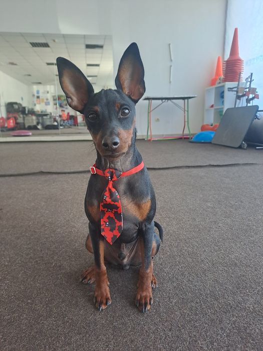 Миниатюрный пинчер, цвергпинчер,  щенки