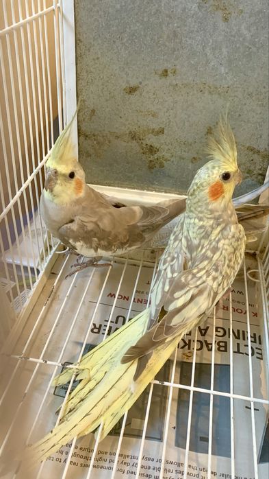 3 casais de caturras e um macho