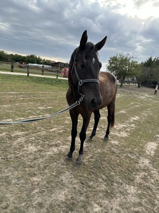 3 letni wałach PKS Habir