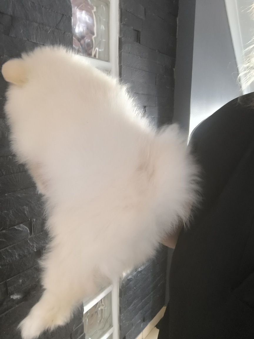 Spitz Anão.Lulu da Pomerânia. Menina pronta para entrega. Ursinha