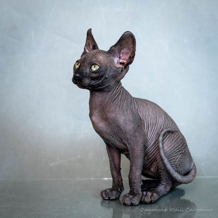 Канадский сфинкс, эльф,голубые глаза,самые крутые уши,мальчик