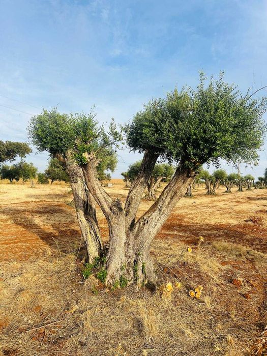 Oliveiras centenárias