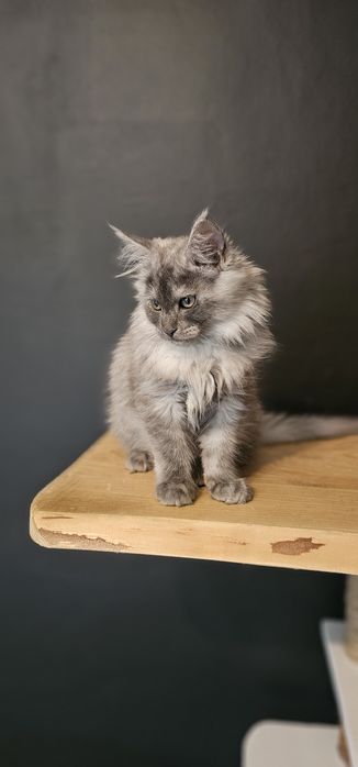 Koteczka Maine coon