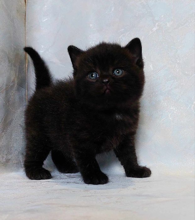 Чистокровные британские котята из питомника