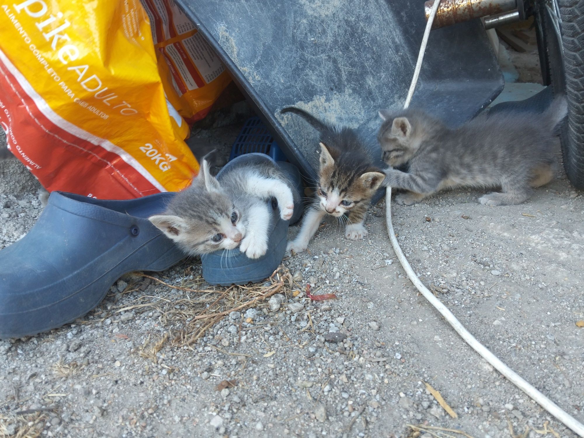 Gatinhos para Adoção