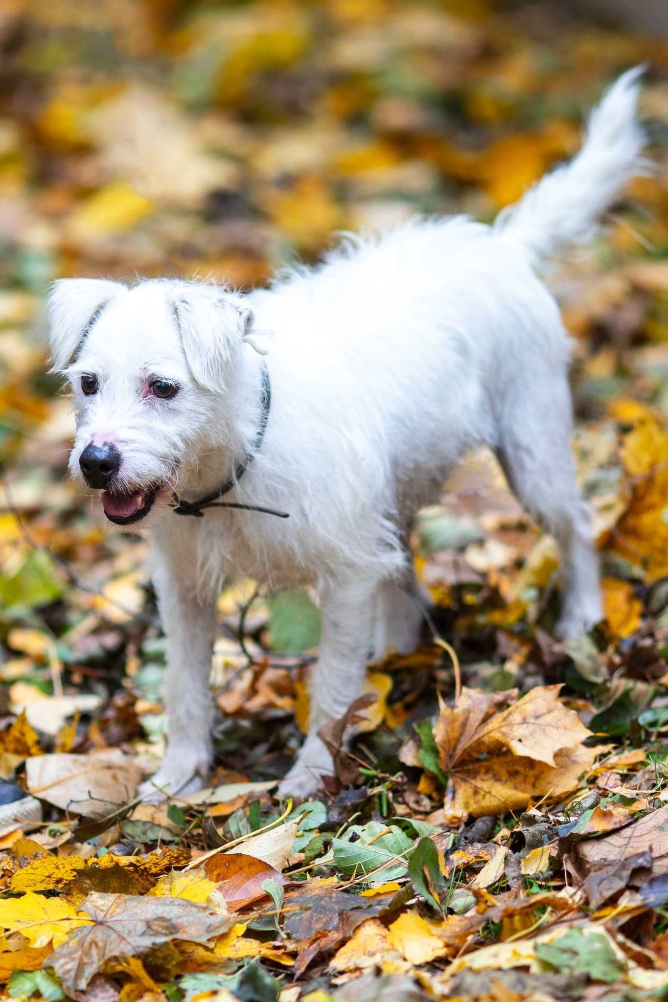 Marley szuka kochającego domu