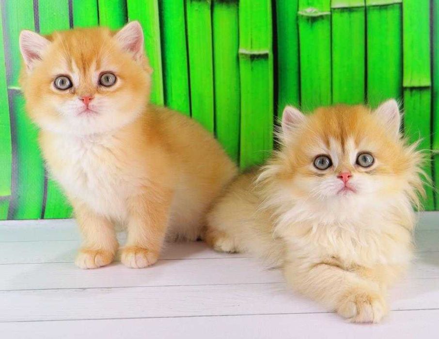 Британські дівчинка та хлопчик. Яскраві, золоті