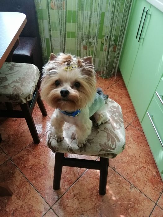 Йорк готовий до вязки