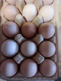 Świerze jaja 1 zł wiejskie jajka