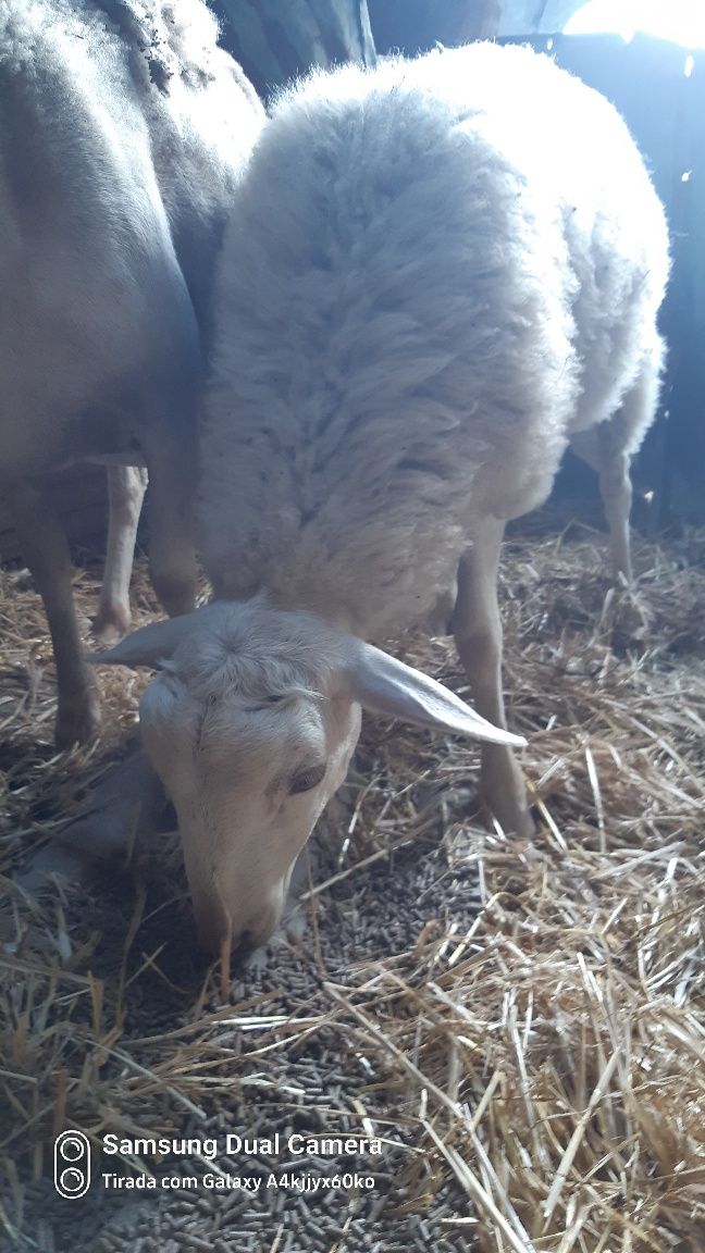 Vendo borrego macho