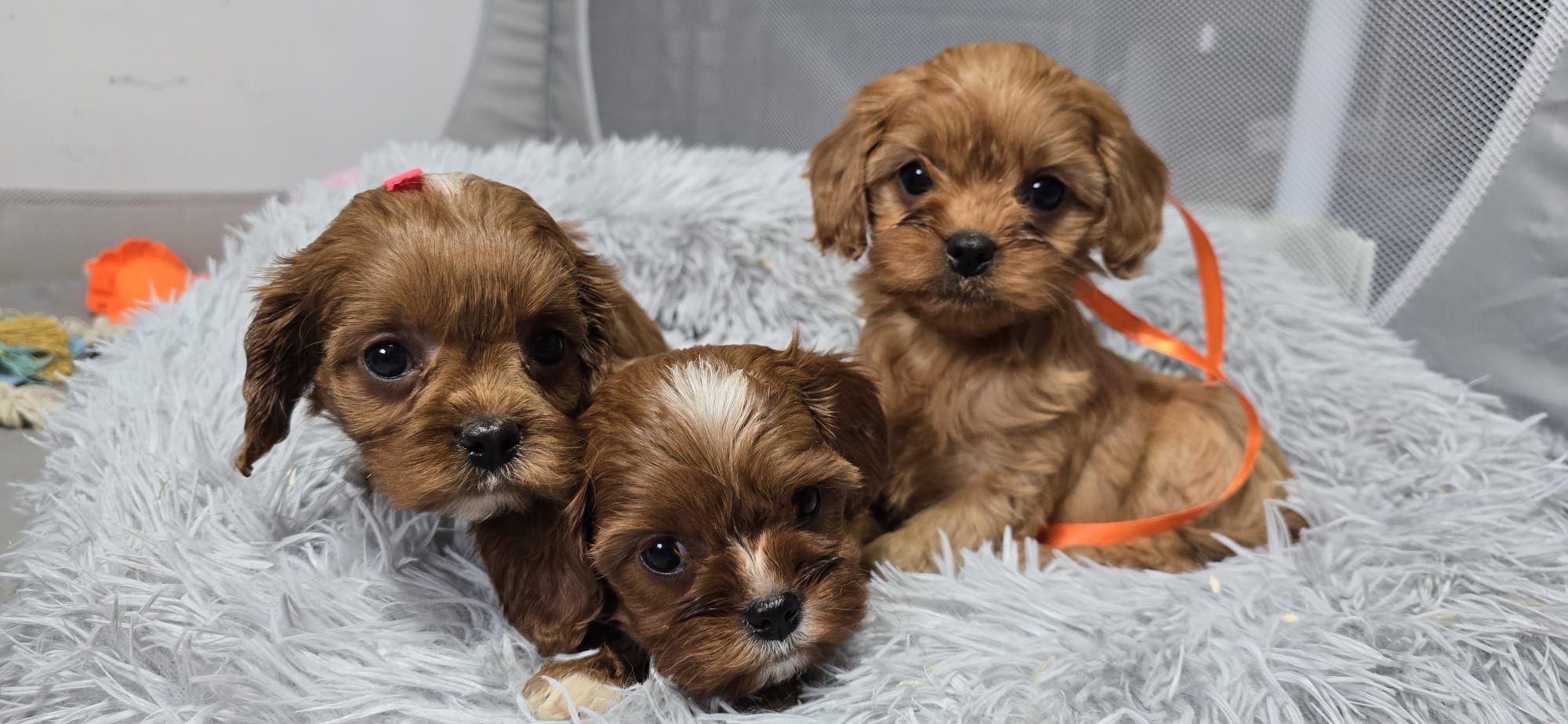 Bardzo ciemna Cavapoo RODOWÓD Badania genetyczne BIOSENSOR szkolenie
