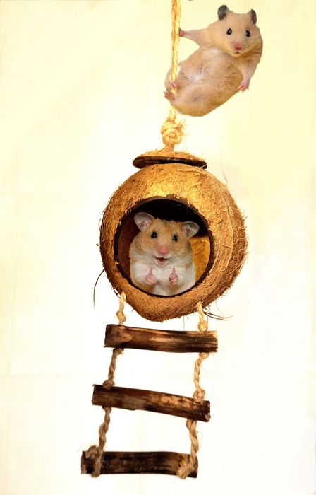 Домик для хомяка "Кокос"