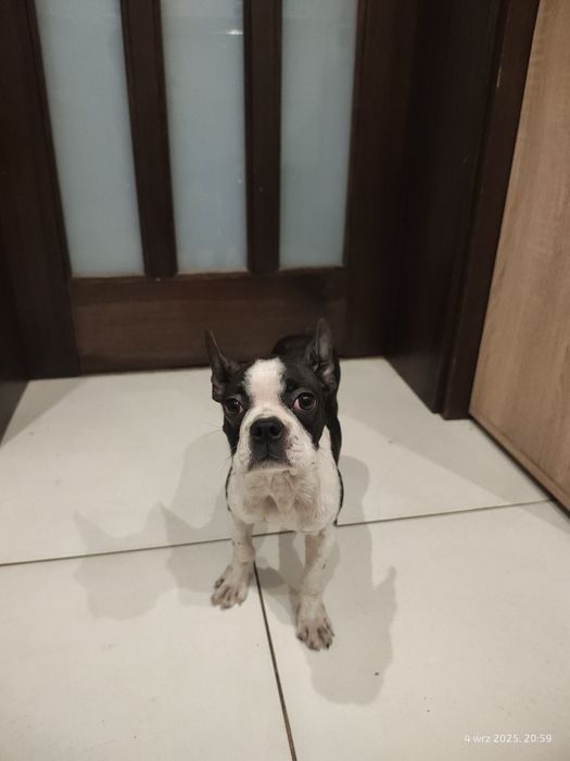 Boston Terrier suczka 5 miesięcy nie Buldog francuski