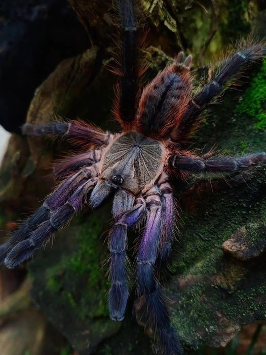 Ptasznik Ornithoctoninae sp. Phan Cay RED Samica 3DC