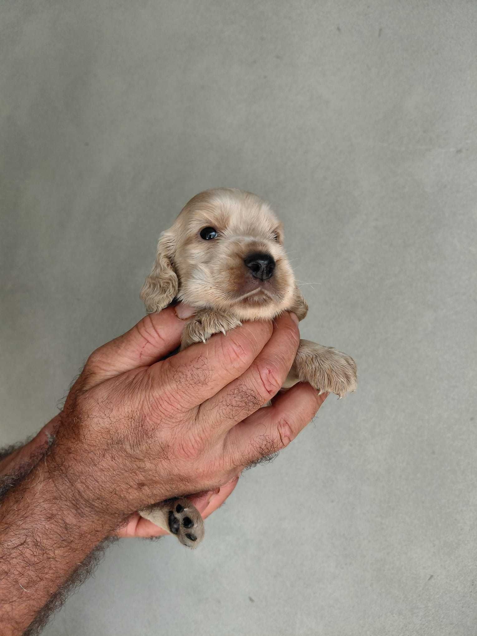 Cachorro Cocker Spaniel Inglês TOP