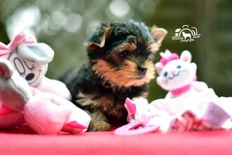 Yorkshire Terrier - ZKwP (FCI) - Piesek