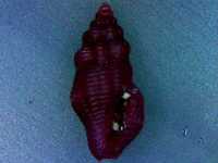 Muszle morskie- Lienardia purpurata