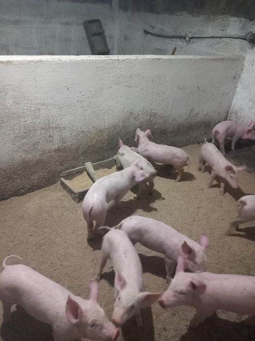 Leitões macho e fêmeas