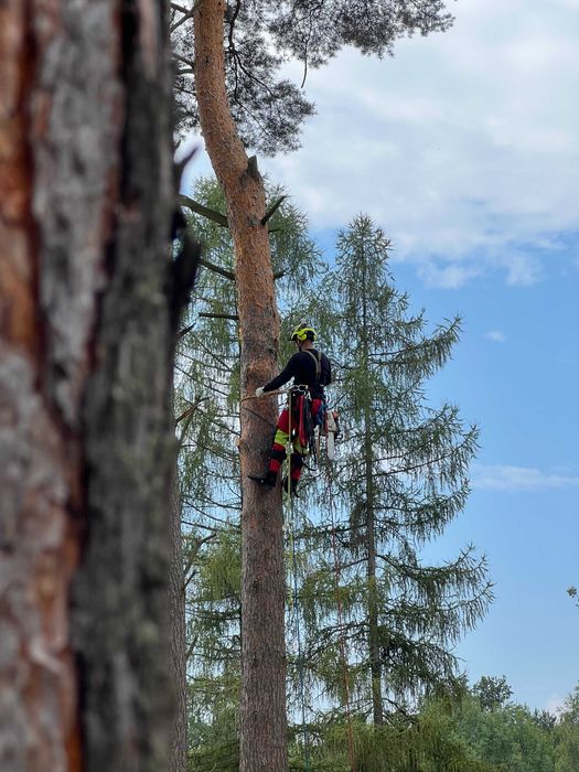 USŁUGI RĘBAKIEM mielenie gałęzi zrębkowanie WYCINKA drzew frezowanie
